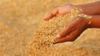 यस वर्ष ५७ लाख २४ हजार मेट्रिक टन धान फल्यो
