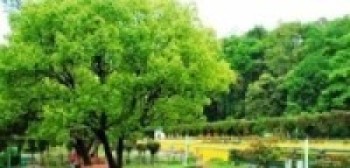 पर्यटकीयस्थलमा उद्यान निर्माण   
