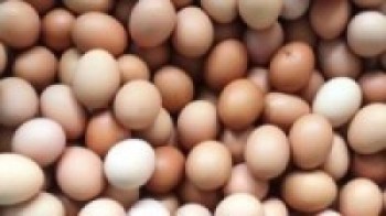 उकालो लाग्दै अण्डाको मूल्य