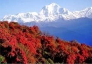 अब गुराँस मासे कारवाही पक्का !