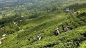 चियाको पहिलो टिपाइ शुरु, उत्पादन बढ्दो