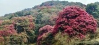 समय अगावै फुल्दै लालिगुराँस, लोप हुँदै पैयुँ