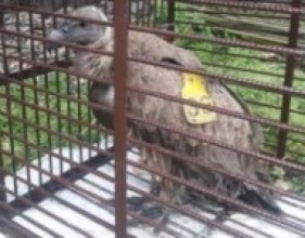 मनास्लु संरक्षण क्षेत्रमा लोपोन्मुख गिद्ध फेला