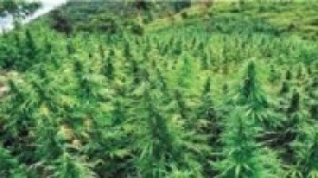 चालिस हजार  गाँजाको बिरुवा नष्ट