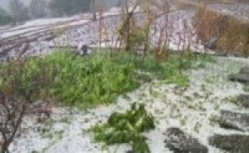 बाढीले तरकारी र फलफूल बालीमा क्षति पुर्याएपछी किसान चिन्तित
