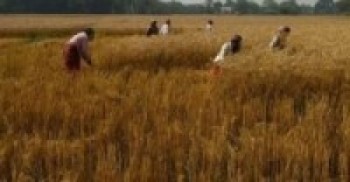 किसानलाई गहुँ बाली भित्र्याउन भ्याइनभ्याई   