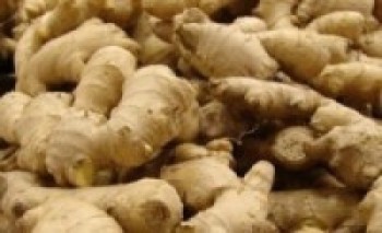 अदुवा बजारीकरणमा समस्या, बारीमै कुहाउन कृषक बाध्य