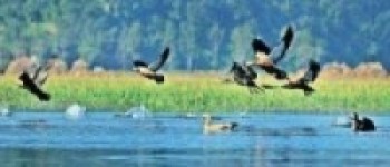 सुनसान पार्क  :पोखरामा दिउँसै चराको चिरबिर
