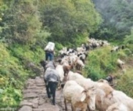 बेँसीबाट लेक पुगे भेँडाका बथान