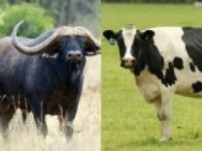 तीन हजार गाईभैँसीलाई लम्पीस्किनविरुद्धको खोप