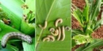 पर्वत : मकैमा फौजी किराको प्रकोपले पर्वतका कृषक चिन्तित