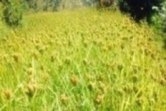 स्थानीय उत्पादनलाई जोड दिन जोहो  गर्दै कोदो