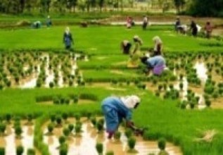 रोपाइँ गर्ने बेला खडेरी : खेतमै सुक्न थाल्यो धानको ब्याड   