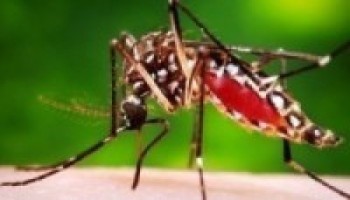 डेङ्गुबाट चितवनमा दुई हजार सङ्क्रमित