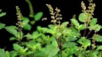 आषाढ शुक्ल एकादशीः तुलसीको बिरुवा सारिँदै
