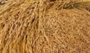   गत वर्षभन्दा दोब्बर धानको बीउ बिक्री 