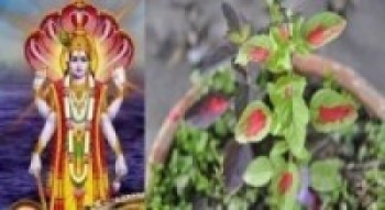 घर–घरमा राखियो तुलसीको दल