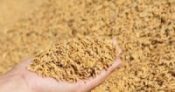 मोरङका किसान धमाधम धान भित्र्याउँदै