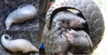  गोरखाको आरुघाट क्षेत्रबाट सालकको उद्धार   