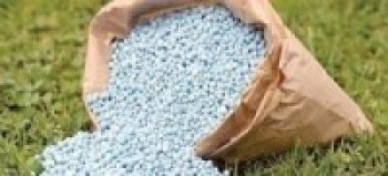 मल नै नहाली धान रोप्दै म्याग्दीका किसान  