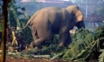 हात्ती आक्रमणमा पत्नीको मृत्यु, पति घाइते   