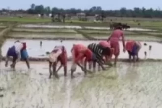 टारी खेतबाहेक तनहुँमा अधिकांश खेतमा रोपाइँ    