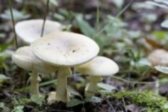 विषालु च्याउ खाँदा मृत्यु हुनेको सङ्ख्या दुई पुग्यो