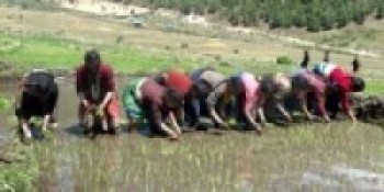 बाँकेमा परेन पानी सुरु भएन रोपाइँ
