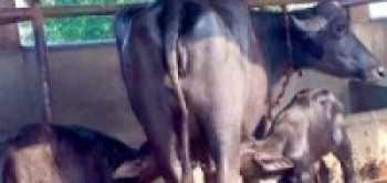 बजेटमा रैथाने पार्कोटे र लिमे जातका भैँसीपालनलाई प्राथमिकतामा