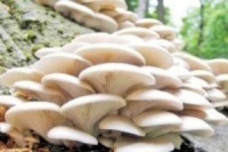च्याउ बेचेर वार्षिक पच्चीस लाख आम्दानी