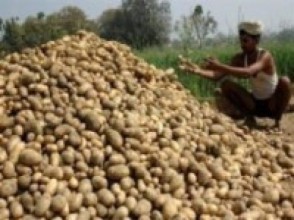 कृषकका आलु गाउँपालिकाले नै किनिदियो