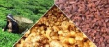 कोरोना असर नगदेबालीमा : भण्डारमै थन्किए अलैँची र अदुवा   