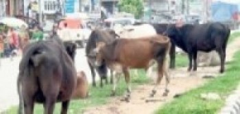 म्याग्दीका एक लाख १३ हजार पशुलाई खोप