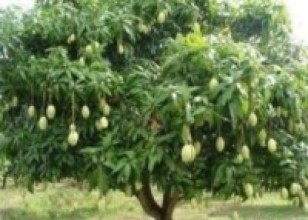 यस वर्ष आँपको उत्पादन बढ्ने