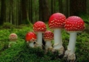च्याउ खाँदा मृत्युः आठ गम्भीर बिरामी