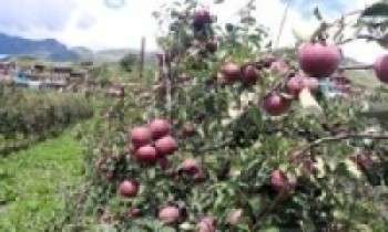 हिमाली जिल्ला मनाङमा किसानले स्याउ टिप्न थाले