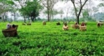 चिया श्रमिकले आन्दोलन गर्ने चेतावनी