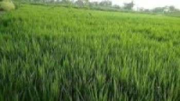 सर्लाहीमा धानमा अज्ञात रोग देखापरेपछि किसान चिन्तित