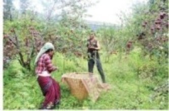 जुम्ली काँचो स्याउ बजारमाः पहिचान गुम्ने खतरा