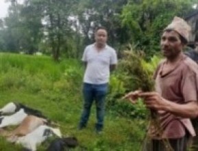 उर्लाबारीमा एक्कासि मरे खसीबाख्रा ( भिडियो सहित )
