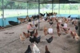 पशुजन्य उत्पादनमा उत्कृष्ट बन्दै अर्घाखाँचीको पाणिनि