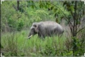 सप्तरीमा हात्ती आतङ्कः पाँच घरमा तोडफोड