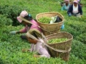 चिया : अर्गानिक रोज्ने कि रासायनिक मल खोज्ने ?