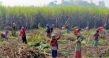 भुक्तानी नपाएपछि सर्लाहीका उखु किसान आन्दोलनको तयारीमा