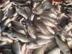 झापामा जिउँदो माछा बिक्री केन्द्र सञ्चालनमा   