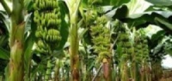 केरा खेतीमा खपटे घुन र गबारोको प्रकोप :किसान चिन्तित  