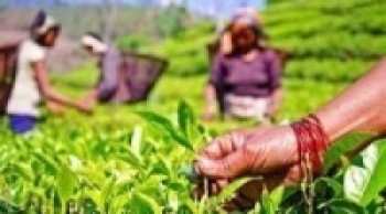 चिया : उत्पादनमा मौसम, निकासीमा कोरोना झमेला   