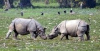 निकुञ्जमा गैँडा हेर्ने समय