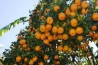झाडी फाँडेर सामूहिक सुन्तला खेती