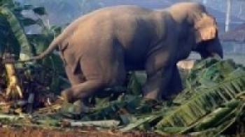 हात्ती लघार्न दलबल जङ्गलमा
